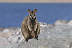 Rock Wallaby