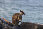 Rock Wallaby