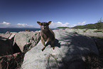 Rock Wallaby