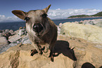 Rock Wallaby