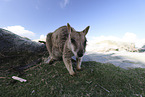 Rock Wallaby