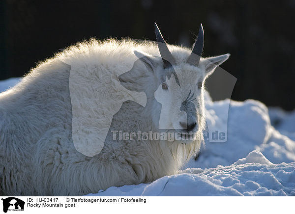 Rocky Mountain goat / HJ-03417