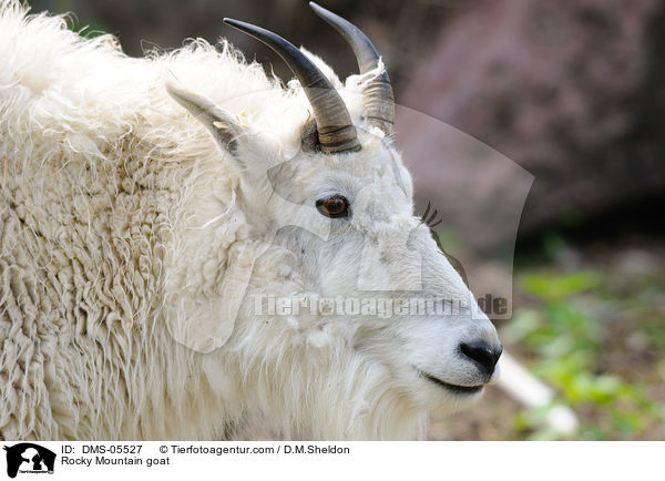 Schneeziege / Rocky Mountain goat / DMS-05527