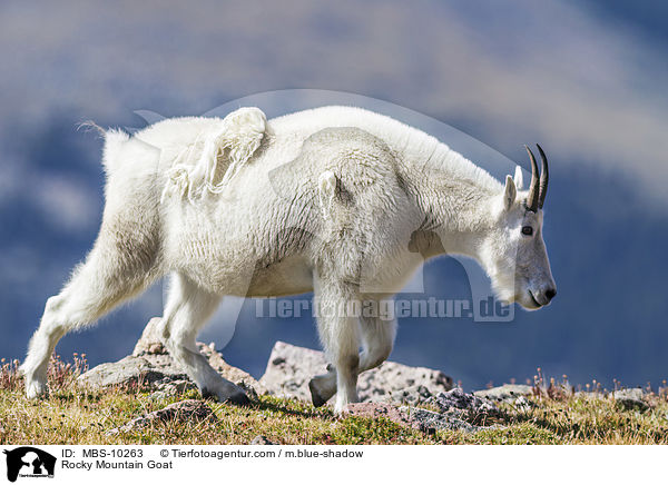 Schneeziege / Rocky Mountain Goat / MBS-10263