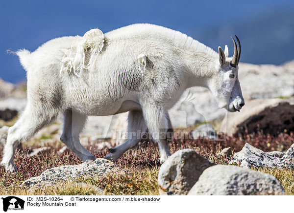 Schneeziege / Rocky Mountain Goat / MBS-10264