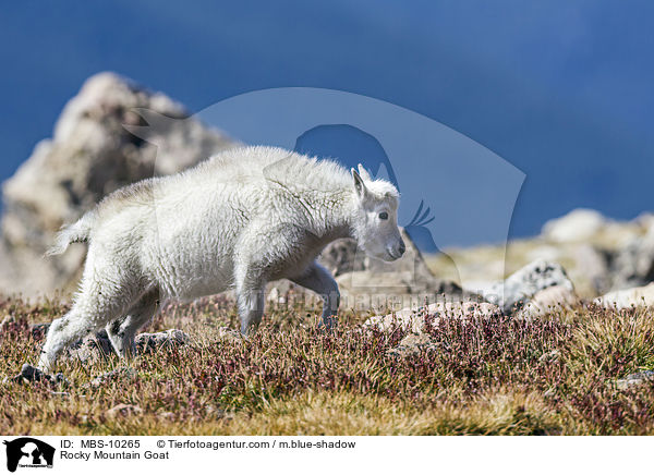 Rocky Mountain Goat / MBS-10265