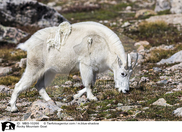 Schneeziege / Rocky Mountain Goat / MBS-10266