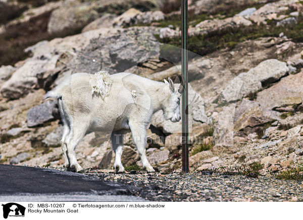Rocky Mountain Goat / MBS-10267