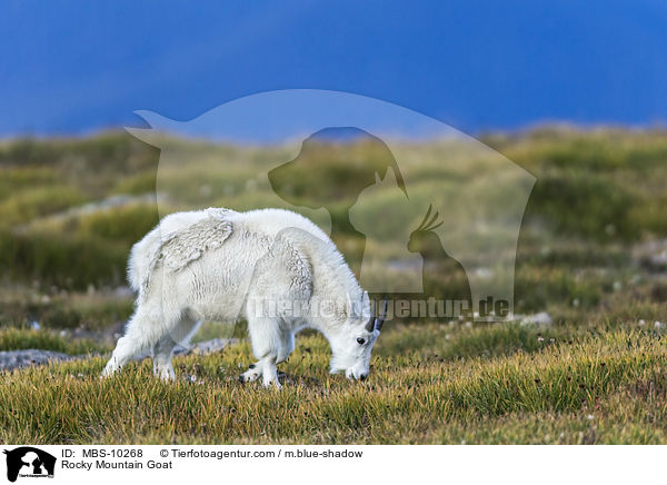 Rocky Mountain Goat / MBS-10268