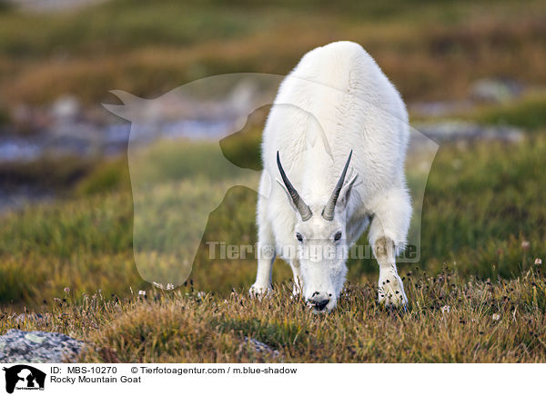 Rocky Mountain Goat / MBS-10270