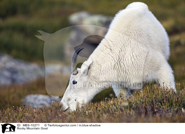 Schneeziege / Rocky Mountain Goat / MBS-10271