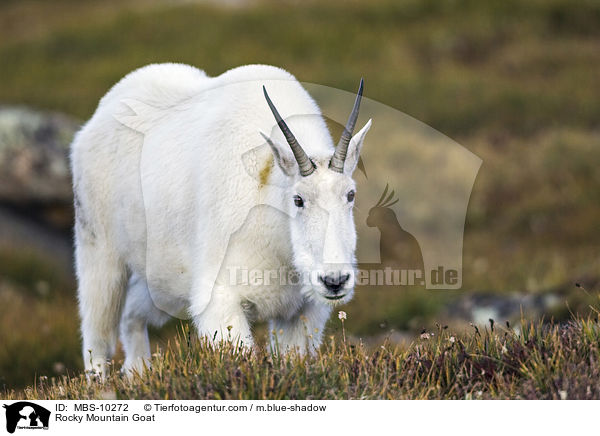 Rocky Mountain Goat / MBS-10272