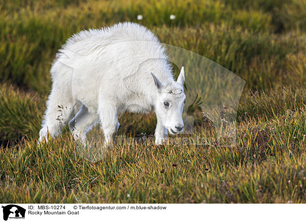 Rocky Mountain Goat / MBS-10274