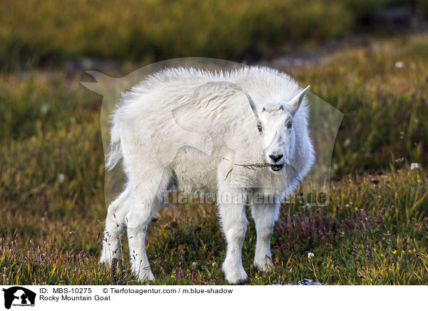 Rocky Mountain Goat / MBS-10275