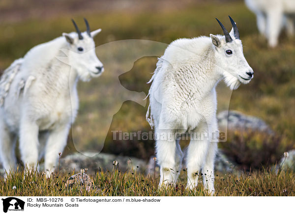 Rocky Mountain Goats / MBS-10276