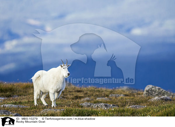Rocky Mountain Goat / MBS-10279