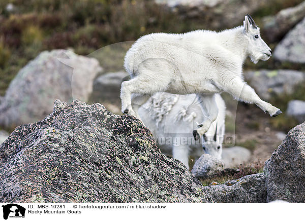 Schneeziegen / Rocky Mountain Goats / MBS-10281