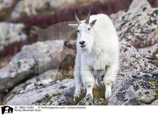 Schneeziege / Rocky Mountain Goat / MBS-10282