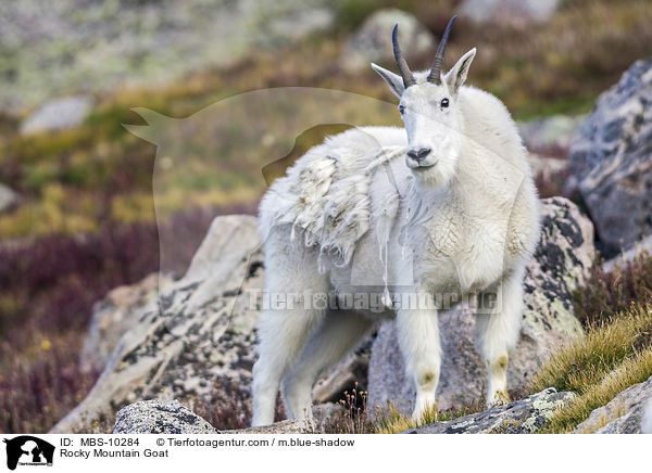 Schneeziege / Rocky Mountain Goat / MBS-10284