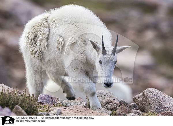 Rocky Mountain Goat / MBS-10285