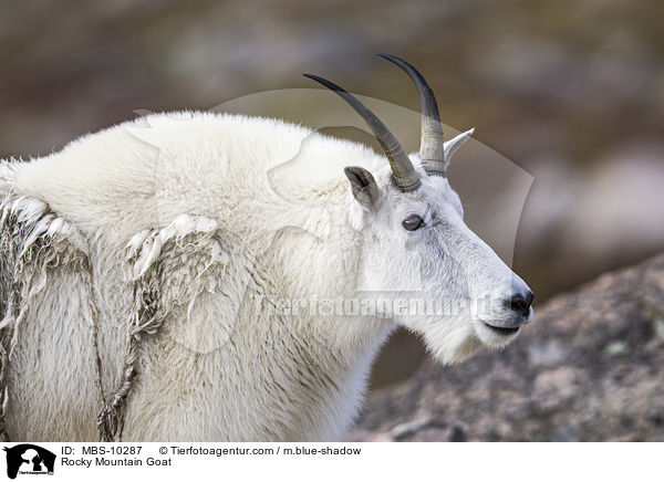 Schneeziege / Rocky Mountain Goat / MBS-10287