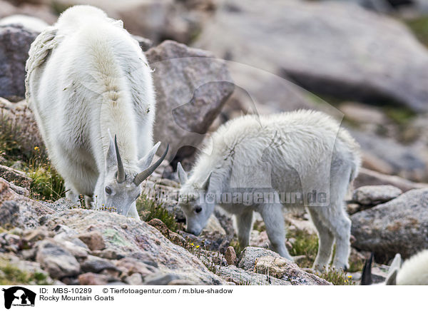 Schneeziegen / Rocky Mountain Goats / MBS-10289