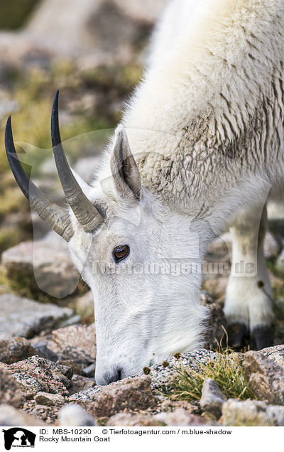 Schneeziege / Rocky Mountain Goat / MBS-10290