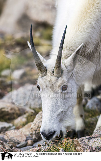 Schneeziege / Rocky Mountain Goat / MBS-10291