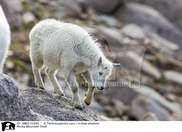Rocky Mountain Goat / MBS-10292