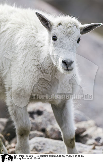 Rocky Mountain Goat / MBS-10293