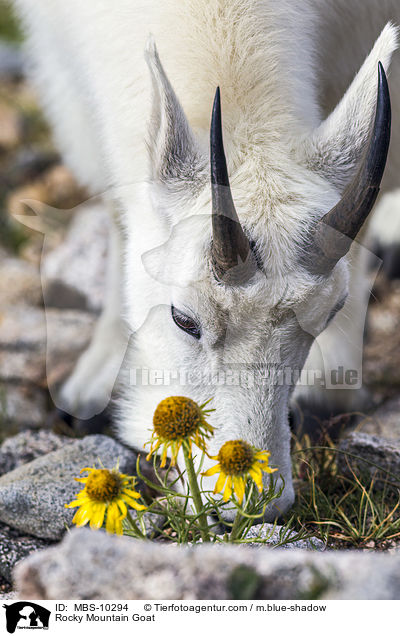 Rocky Mountain Goat / MBS-10294