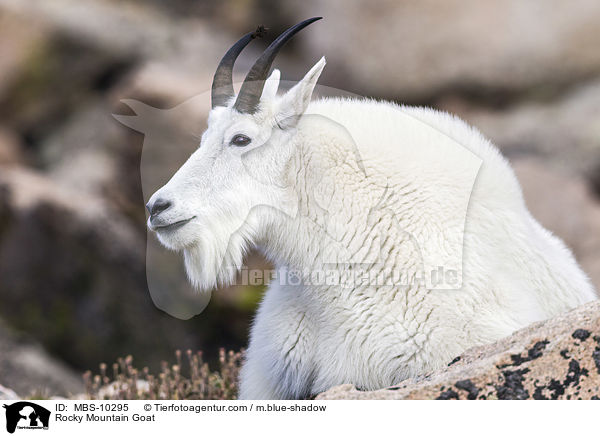 Schneeziege / Rocky Mountain Goat / MBS-10295