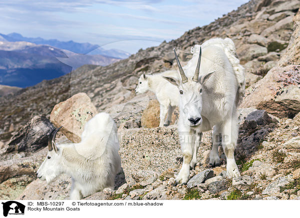 Schneeziegen / Rocky Mountain Goats / MBS-10297