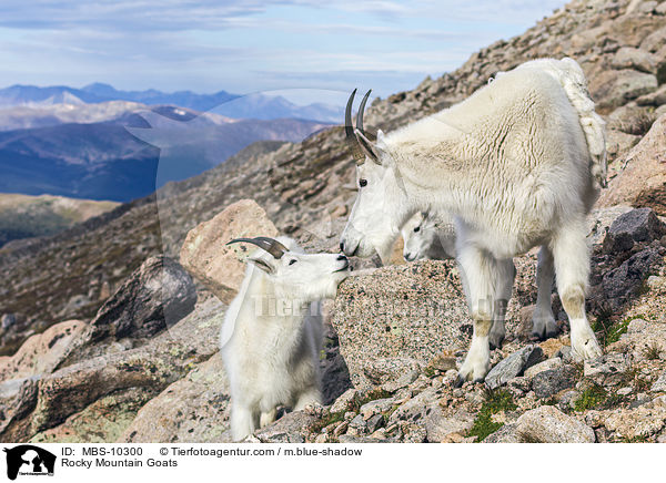 Schneeziegen / Rocky Mountain Goats / MBS-10300