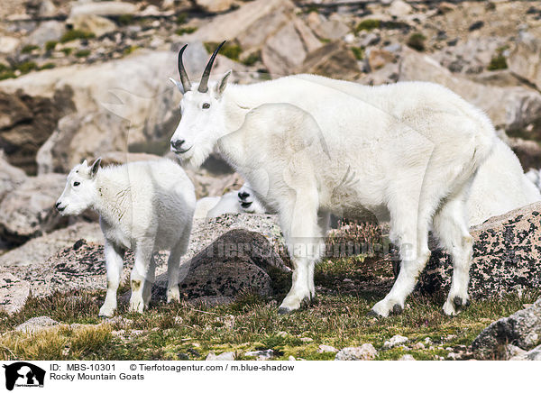 Rocky Mountain Goats / MBS-10301