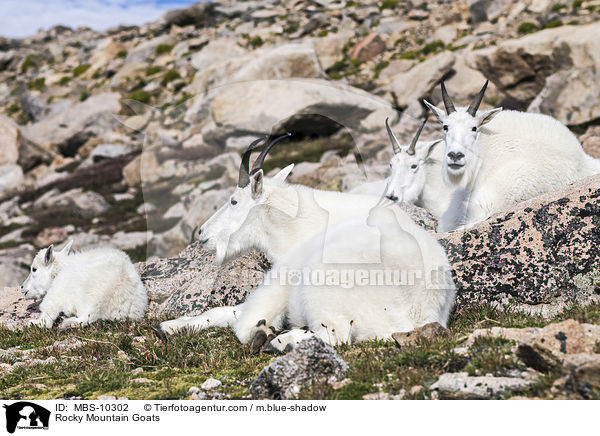 Schneeziegen / Rocky Mountain Goats / MBS-10302