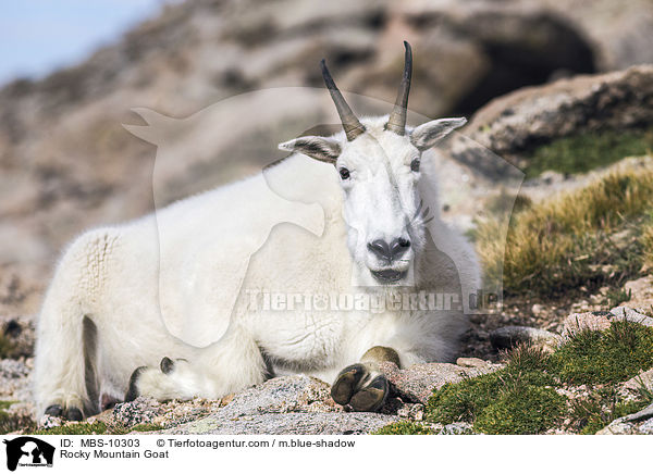Schneeziege / Rocky Mountain Goat / MBS-10303