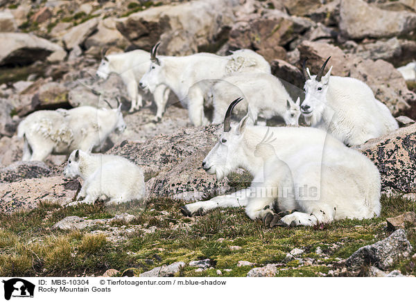 Schneeziegen / Rocky Mountain Goats / MBS-10304