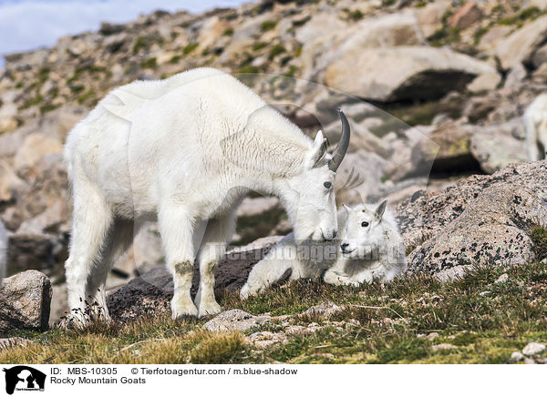 Schneeziegen / Rocky Mountain Goats / MBS-10305