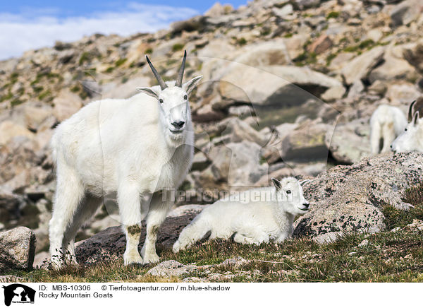 Schneeziegen / Rocky Mountain Goats / MBS-10306