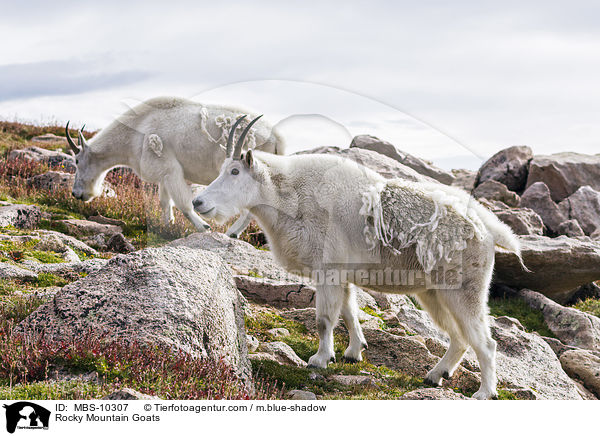 Schneeziegen / Rocky Mountain Goats / MBS-10307