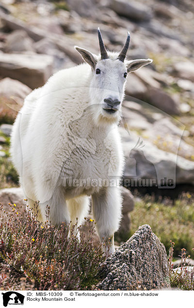 Schneeziege / Rocky Mountain Goat / MBS-10309