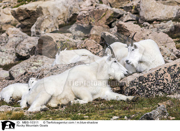 Rocky Mountain Goats / MBS-10311