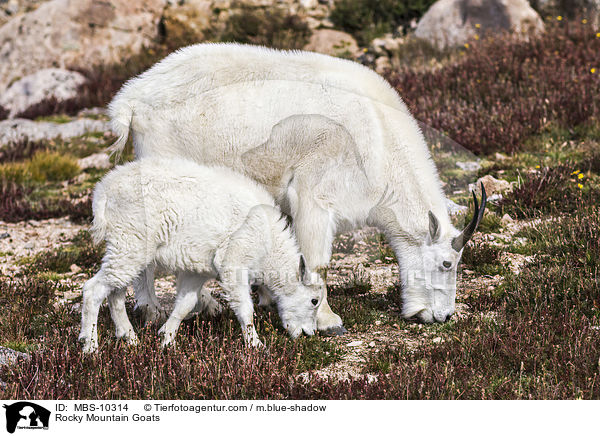 Rocky Mountain Goats / MBS-10314