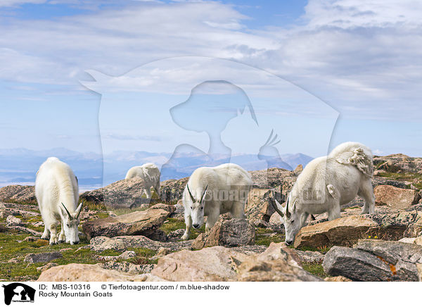 Rocky Mountain Goats / MBS-10316