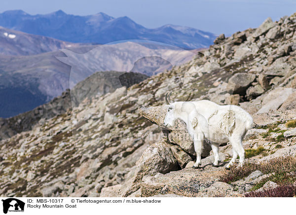 Schneeziege / Rocky Mountain Goat / MBS-10317
