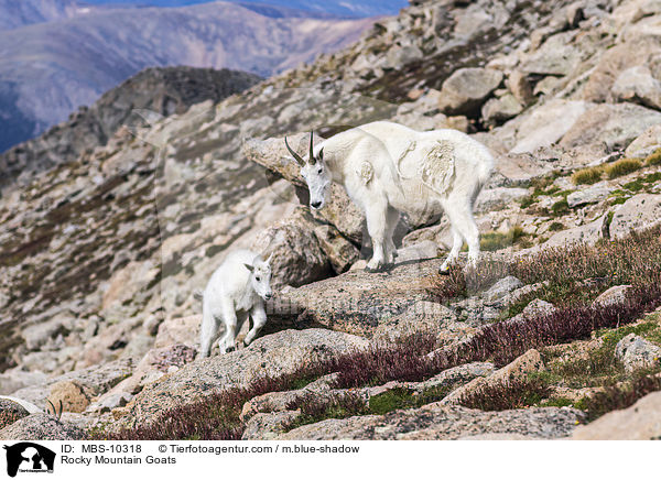 Rocky Mountain Goats / MBS-10318