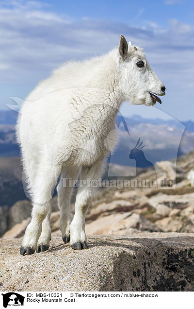 Rocky Mountain Goat / MBS-10321