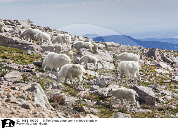 Rocky Mountain Goats / MBS-10326