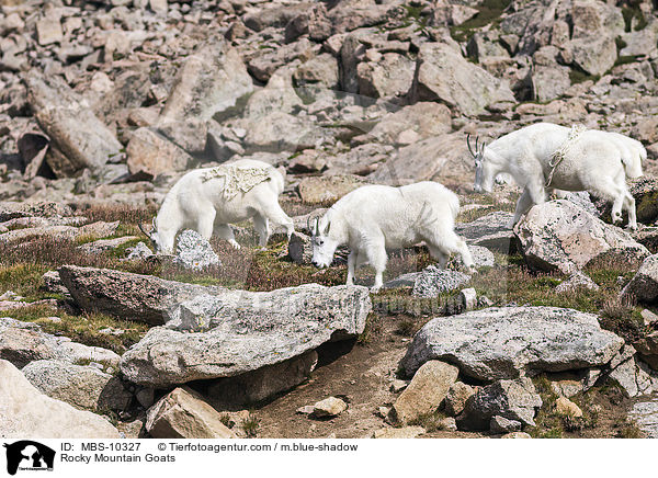 Schneeziegen / Rocky Mountain Goats / MBS-10327